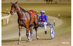 Harness Racing action