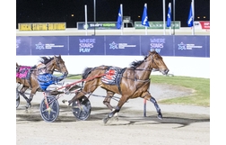 Harness Racing action