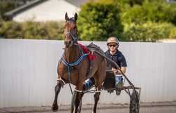 Harness Racing action