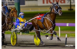 Harness Racing action