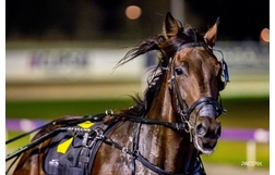 Harness Racing action