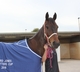 SA Trots - Skybreeze helps Corey celebrate his birthday weekend