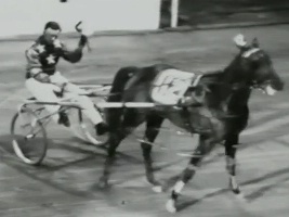 Cocky Raider returns to after winning the Australia Day Cup with Gordon McWilliam in the sulky